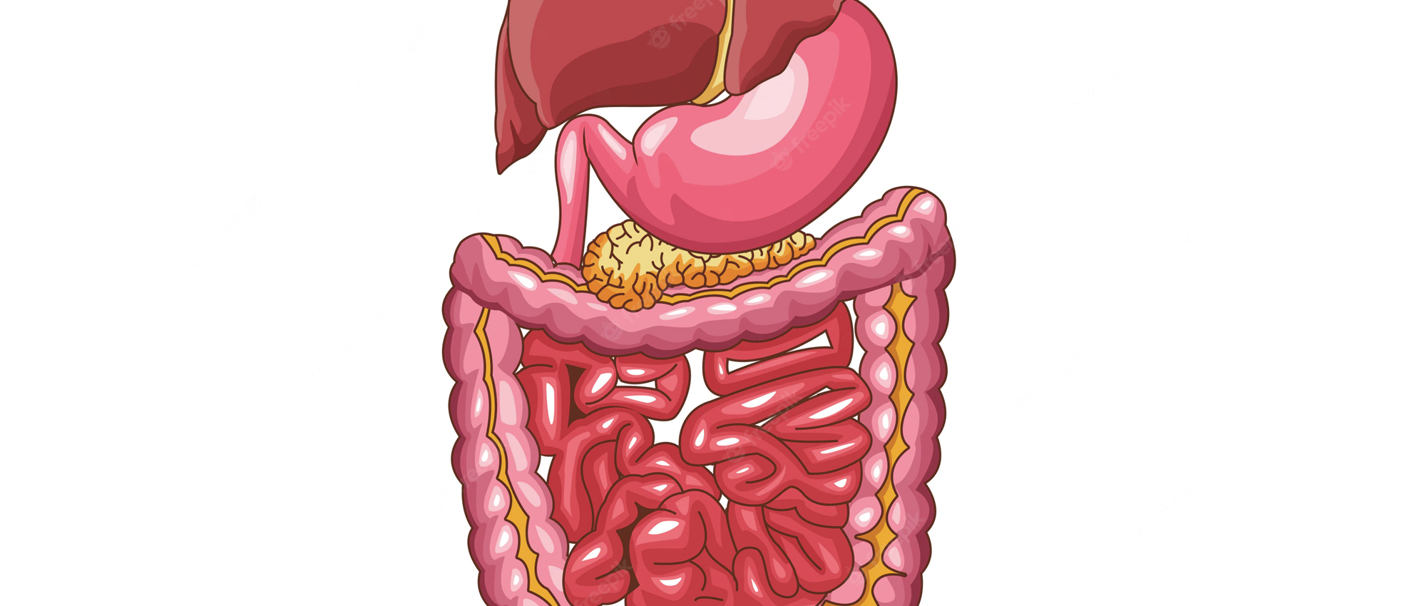 GASTROINTESTINAL MALABSORPTION AND HOW HOMOEOPATHY TACKLES IT